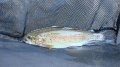Cross Fork Rainbow1